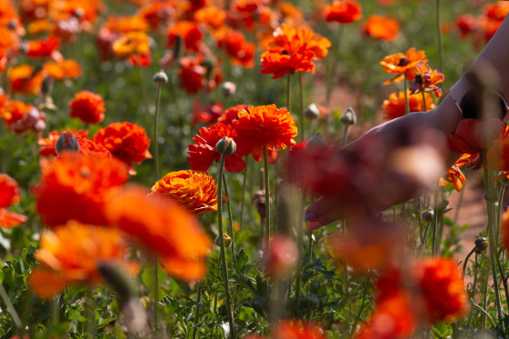 Petals with Purpose: Spring Festival