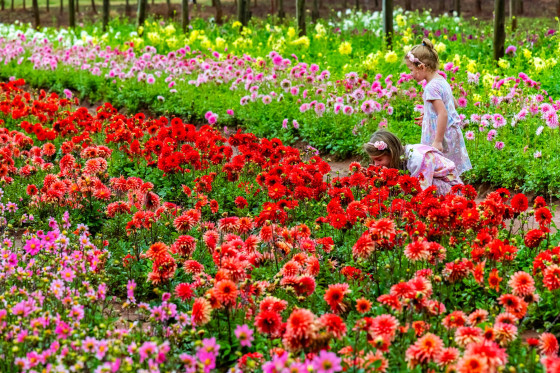 Dahlia Festival